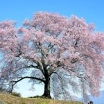 わに塚の桜 wanizuka cherry blossom